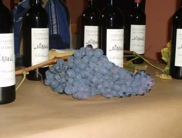 Uva e vino Pelaverga delle Colline Saluzzesi